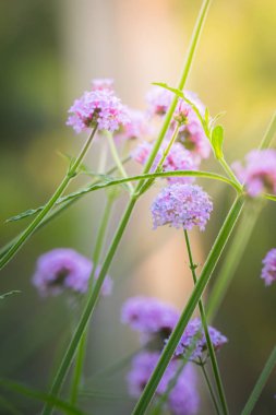 Renkli çiçeklerin arkaplan resmi