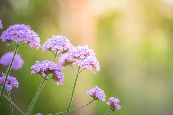 La imagen de fondo de las flores de colores — Foto de Stock