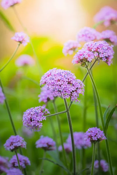 La imagen de fondo de las flores de colores — Foto de Stock