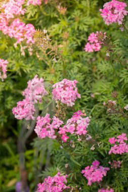 Renkli çiçeklerin arkaplan resmi