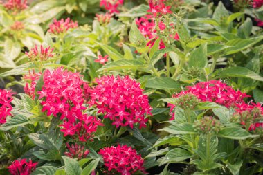 Renkli çiçeklerin arkaplan resmi