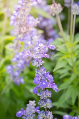 Renkli çiçeklerin arkaplan resmi