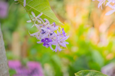 Renkli çiçeklerin arkaplan resmi