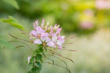 Renkli çiçeklerin arkaplan resmi