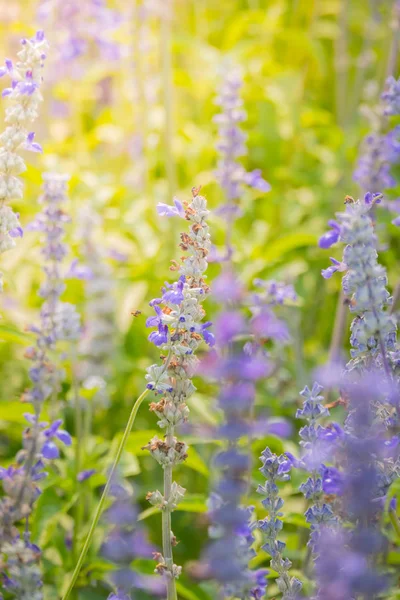 The background image of the colorful flowers — Stock Photo, Image