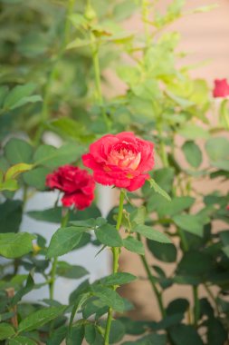 Renkli çiçeklerin arkaplan resmi