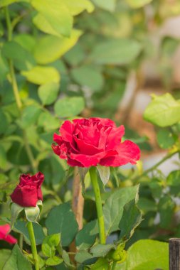 Renkli çiçeklerin arkaplan resmi