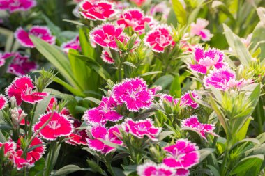 Renkli çiçeklerin arkaplan resmi