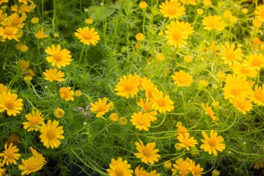 Renkli çiçeklerin arkaplan resmi