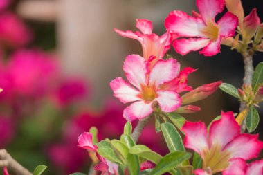 Renkli çiçeklerin arkaplan resmi