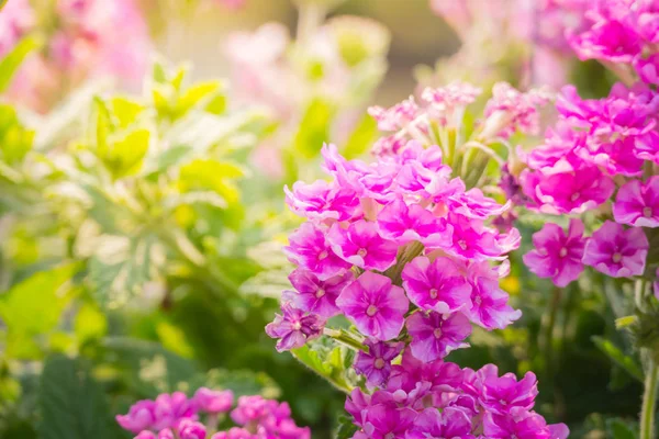 Фоновое изображение красочных цветов — стоковое фото