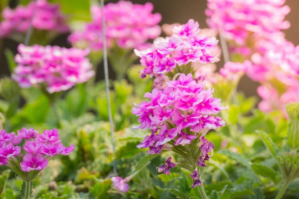 L'image de fond des fleurs colorées — Photo