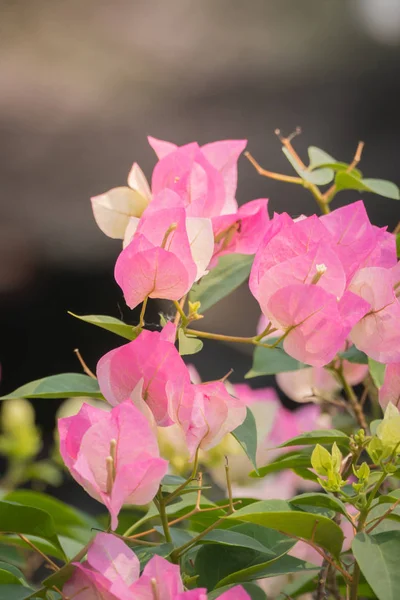 The background image of the colorful flowers