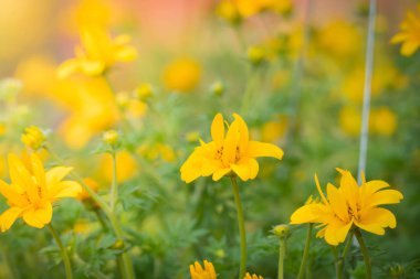 Renkli çiçeklerin arkaplan resmi