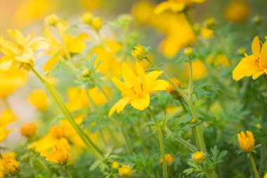 Renkli çiçeklerin arkaplan resmi