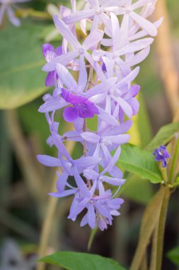 Renkli çiçeklerin arkaplan resmi