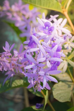 Renkli çiçeklerin arkaplan resmi