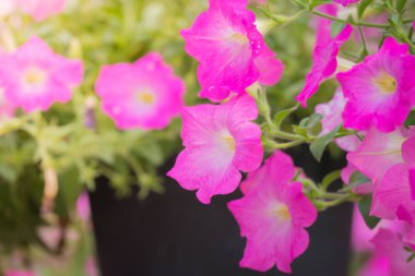 Renkli çiçeklerin arkaplan resmi