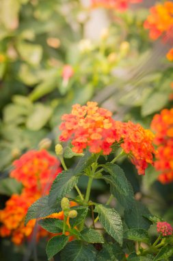 Renkli çiçeklerin arkaplan resmi