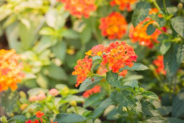 Renkli çiçeklerin arkaplan resmi