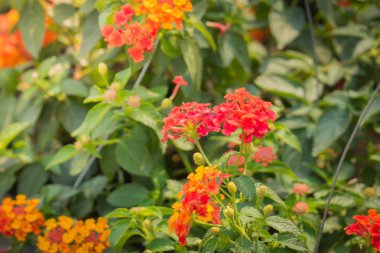 Renkli çiçeklerin arkaplan resmi