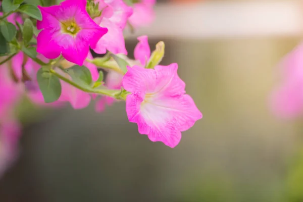 Obrázek pozadí barevných květin — Stock fotografie