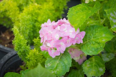 Renkli çiçeklerin arkaplan resmi