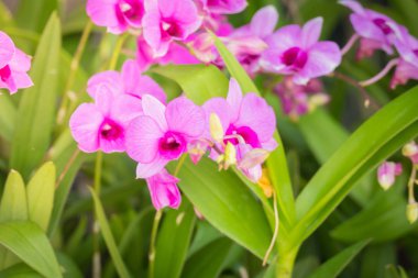 Renkli çiçeklerin arkaplan resmi