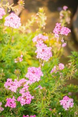 Renkli çiçeklerin arkaplan resmi