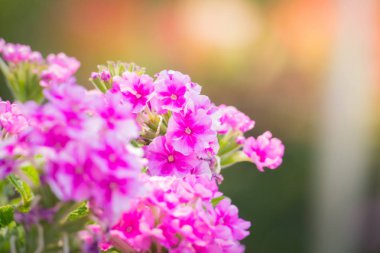 Renkli çiçeklerin arkaplan resmi