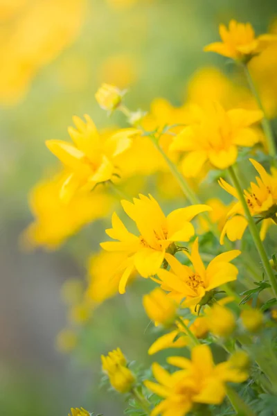 La imagen de fondo de las flores de colores — Foto de Stock