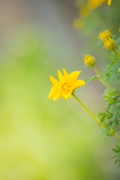 The background image of the colorful flowers