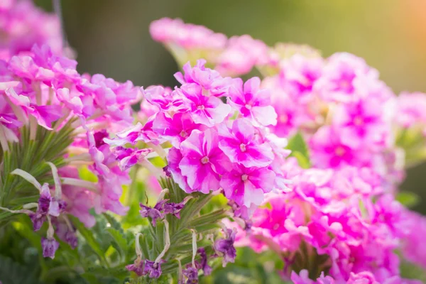 Renkli çiçeklerin arkaplan resmi