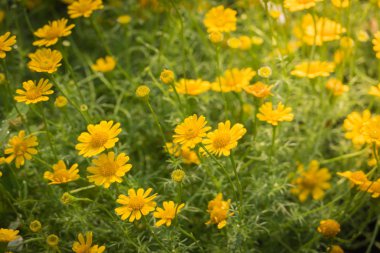 Renkli çiçeklerin arkaplan resmi