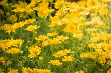 Renkli çiçeklerin arkaplan resmi