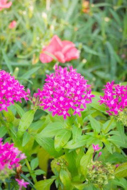 Renkli çiçeklerin arkaplan resmi