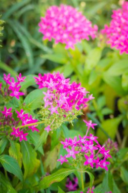 Renkli çiçeklerin arkaplan resmi