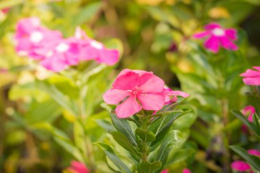 Renkli çiçeklerin arkaplan resmi