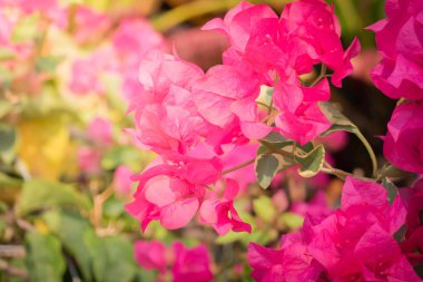 Renkli çiçeklerin arkaplan resmi