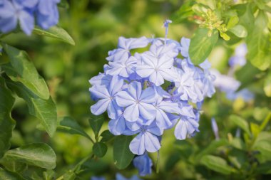 Renkli çiçeklerin arkaplan resmi