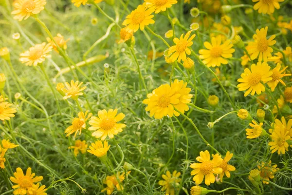 L'image de fond des fleurs colorées — Photo