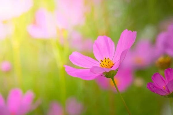 ภาพพื้นหลังของดอกไม้ที่มีสีสัน — ภาพถ่ายสต็อก