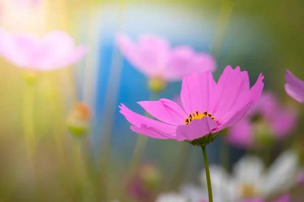 Das Hintergrundbild der bunten Blumen — Stockfoto