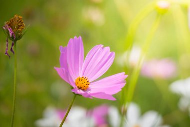 Renkli çiçeklerin arkaplan resmi