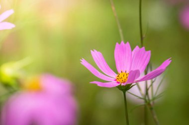 Renkli çiçeklerin arkaplan resmi