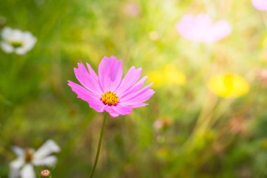 Renkli çiçeklerin arkaplan resmi