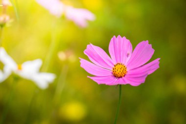 Renkli çiçeklerin arkaplan resmi