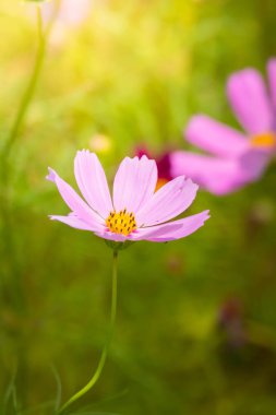 Renkli çiçeklerin arkaplan resmi