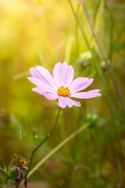 Renkli çiçeklerin arkaplan resmi