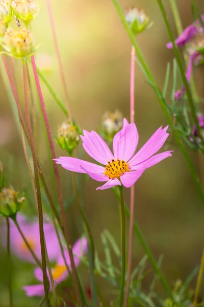 L'image de fond des fleurs colorées — Photo